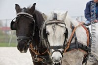 0417 A CB 0368    © Daniela und Christian Bittner u.a.    Alle Inhalte auf diesen Webseiten sind urheberrechtlich geschützt. Kein Teil der hier abrufbaren Inhalte darf ohne ausdrückliche schriftliche Erlaubnis des Fotografen reproduziert, gedruckt, übersetzt, in digitaler Form weiterbearbeitet, in Archive übernommen oder Dritten unter einer fremden URL zugänglich gemacht werden.   Fotografen: AE .. A. Esdar, AH .. A. Helmle, CB .. Chr. Bittner, DB .. D. Bittner, LB .. L. Bittner, BB .. B. Boschatzke,   HZ .. H. Ziegelbauer, IM .. I. Maierhöfer, KH .. K. Hauber, LE .. L. Esdar, ME .. M. Esdar, MEr .. M. Erhard,   RM .. R. Maierhöfer, SD .. S. Demchuk, TS .. T. Spaag-Wagner, UL .. U. Ladenburger, JW .. J. Wecker, EB .. E. Boschatzke,   JA .. J. Abele, MW .. Maria Walter, MB .. Manuel Bühler, GG .. Georg Gösele, CBa .. Christoph Bayrle, KZW .. Kathrin Zwerger, PG .. Peter Gösele, CME .. Carmen Müller-Epacher, GB .. Gebhard Bühler, AL .. Alisha Ladenburger, SV .. Susanne Habel-Veit.
