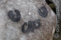 028 A CB 0152    © Daniela und Christian Bittner u.a.    Alle Inhalte auf diesen Webseiten sind urheberrechtlich geschützt. Kein Teil der hier abrufbaren Inhalte darf ohne ausdrückliche schriftliche Erlaubnis des Fotografen reproduziert, gedruckt, übersetzt, in digitaler Form weiterbearbeitet, in Archive übernommen oder Dritten unter einer fremden URL zugänglich gemacht werden.   Fotografen: AE .. A. Esdar, AH .. A. Helmle, CB .. Chr. Bittner, DB .. D. Bittner, LB .. L. Bittner, BB .. B. Boschatzke,   HZ .. H. Ziegelbauer, IM .. I. Maierhöfer, KH .. K. Hauber, LE .. L. Esdar, ME .. M. Esdar, MEr .. M. Erhard,   RM .. R. Maierhöfer, SD .. S. Demchuk, TS .. T. Spaag-Wagner, UL .. U. Ladenburger, JW .. J. Wecker, EB .. E. Boschatzke,   JA .. J. Abele, MW .. Maria Walter, MB .. Manuel Bühler, GG .. Georg Gösele, CBa .. Christoph Bayrle, KZW .. Kathrin Zwerger, PG .. Peter Gösele, CME .. Carmen Müller-Epacher, GB .. Gebhard Bühler, AL .. Alisha Ladenburger, SV .. Susanne Habel-Veit.