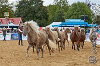 Pony-Herde - Classic-Ponys von Familie Maier