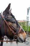 041 A CB 0146    © Daniela und Christian Bittner u.a.    Alle Inhalte auf diesen Webseiten sind urheberrechtlich geschützt. Kein Teil der hier abrufbaren Inhalte darf ohne ausdrückliche schriftliche Erlaubnis des Fotografen reproduziert, gedruckt, übersetzt, in digitaler Form weiterbearbeitet, in Archive übernommen oder Dritten unter einer fremden URL zugänglich gemacht werden.   Fotografen: AE .. A. Esdar, AH .. A. Helmle, CB .. Chr. Bittner, DB .. D. Bittner, LB .. L. Bittner, BB .. B. Boschatzke,   HZ .. H. Ziegelbauer, IM .. I. Maierhöfer, KH .. K. Hauber, LE .. L. Esdar, ME .. M. Esdar, MEr .. M. Erhard,   RM .. R. Maierhöfer, SD .. S. Demchuk, TS .. T. Spaag-Wagner, UL .. U. Ladenburger, JW .. J. Wecker, EB .. E. Boschatzke,   JA .. J. Abele, MW .. Maria Walter, MB .. Manuel Bühler, GG .. Georg Gösele, CBa .. Christoph Bayrle, KZW .. Kathrin Zwerger, PG .. Peter Gösele, CME .. Carmen Müller-Epacher, GB .. Gebhard Bühler, AL .. Alisha Ladenburger, SV .. Susanne Habel-Veit.