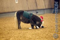 076 A CB 0057    © Daniela und Christian Bittner u.a.    Alle Inhalte auf diesen Webseiten sind urheberrechtlich geschützt. Kein Teil der hier abrufbaren Inhalte darf ohne ausdrückliche schriftliche Erlaubnis des Fotografen reproduziert, gedruckt, übersetzt, in digitaler Form weiterbearbeitet, in Archive übernommen oder Dritten unter einer fremden URL zugänglich gemacht werden.   Fotografen: AE .. A. Esdar, AH .. A. Helmle, CB .. Chr. Bittner, DB .. D. Bittner, LB .. L. Bittner, BB .. B. Boschatzke,   HZ .. H. Ziegelbauer, IM .. I. Maierhöfer, KH .. K. Hauber, LE .. L. Esdar, ME .. M. Esdar, MEr .. M. Erhard,   RM .. R. Maierhöfer, SD .. S. Demchuk, TS .. T. Spaag-Wagner, UL .. U. Ladenburger, JW .. J. Wecker, EB .. E. Boschatzke,   JA .. J. Abele, MW .. Maria Walter, MB .. Manuel Bühler, GG .. Georg Gösele, CBa .. Christoph Bayrle, KZW .. Kathrin Zwerger, PG .. Peter Gösele, CME .. Carmen Müller-Epacher, GB .. Gebhard Bühler, AL .. Alisha Ladenburger, SV .. Susanne Habel-Veit, LV .. Lukas Veit.