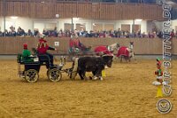 177 A CB 0209    © Daniela und Christian Bittner u.a.    Alle Inhalte auf diesen Webseiten sind urheberrechtlich geschützt. Kein Teil der hier abrufbaren Inhalte darf ohne ausdrückliche schriftliche Erlaubnis des Fotografen reproduziert, gedruckt, übersetzt, in digitaler Form weiterbearbeitet, in Archive übernommen oder Dritten unter einer fremden URL zugänglich gemacht werden.   Fotografen: AE .. A. Esdar, AH .. A. Helmle, CB .. Chr. Bittner, DB .. D. Bittner, LB .. L. Bittner, BB .. B. Boschatzke,   HZ .. H. Ziegelbauer, IM .. I. Maierhöfer, KH .. K. Hauber, LE .. L. Esdar, ME .. M. Esdar, MEr .. M. Erhard,   RM .. R. Maierhöfer, SD .. S. Demchuk, TS .. T. Spaag-Wagner, UL .. U. Ladenburger, JW .. J. Wecker, EB .. E. Boschatzke,   JA .. J. Abele, MW .. Maria Walter, MB .. Manuel Bühler, GG .. Georg Gösele, CBa .. Christoph Bayrle, KZW .. Kathrin Zwerger, PG .. Peter Gösele, CME .. Carmen Müller-Epacher, GB .. Gebhard Bühler, AL .. Alisha Ladenburger, SV .. Susanne Habel-Veit, LV .. Lukas Veit.