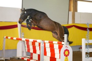 Freispringchampionat-2