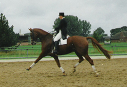 1986-Dinas