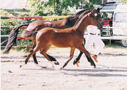 1999-Le Petit