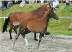 2005-Sueno II