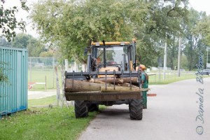 Hier ist noch ein Teil des Baumes...