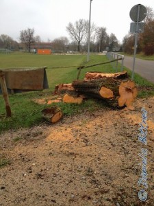 Dieser dicke Baum stand am Eingang des Reitplatzes..