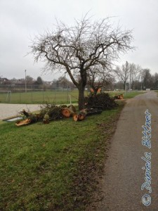 Hier sind noch die Überreste der Bäume...