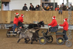 Die Shettys Coco und Charly bei Brigitte Schmid, Beifahrer Dominik Esdar und Missy und Momo bei Andrea Esdar, Beifahrerin Leonie Esdar, in voller Action...