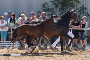 Hengstfohlen von Sezuan aus einer Mutter von St. Moritz, gezogen und im Besitz von Hubert Vogler von der Adlersteige in Ellwangen