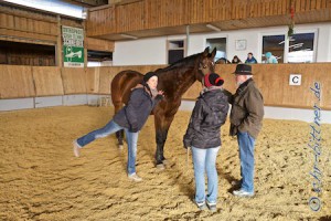 Anschaulich demonstriert Hanna Neubauer, was schief läuft und was sie dagegen tut und auch, was der Besitzer und Reiter noch tun kann!