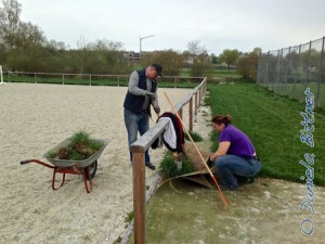 Den Hauptteil der Arbeit machte das Gras um den Reitplatz aus. Hier entfernen Cornelia Brenner und Helmut Epacher mühevoll das Gras, das sich in den Lücken des Teppichs breit gemacht hat, Teppich wegziehen, Gras mit dem Spaten rausstechen, Teppich wieder hinlegen...