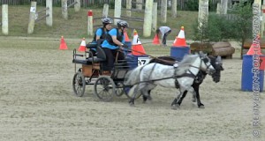 Andrea und ihre Ponys voll in Fahrt...