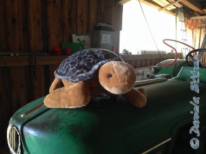 Das ist die Schildkröte Nessaja, das Stofftier hat Inga auf einen Reithelm genäht, vorne scheint er noch etwas durch...