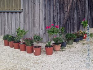 Tolle Blumen... 