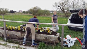 Viele Blumen werden nun eingepflanzt...