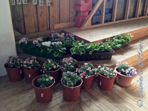 Ein Teil der Blumen steht in der Halle...