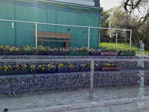 Ein Großteil der Blumenkästen steht auf den Gabionen vor dem Container...