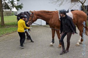 Aber auch manches Pferd wollte mal gucken, ob das Essen nicht auch für Pferde geeignet wäre...