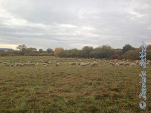 Auch die Wiese vom Vielseitigkeitsplatz ist voller Schafe...