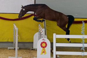 Andrea Kopp hatte ihren dreijährigen Hengst Blue Edition (von Chacco-Blue aus ihrer FBW Arricona Girl) bei den Dreijährigen am Start. Er ließ sich noch etwas zu sehr ablenken und erhielt die Wertnote 7,9, was noch für Rang acht reichte, aber nicht mehr in die Platzierung kam.
